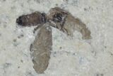 Double Fossil March Fly (Plecia) - Green River Formation #95849-2